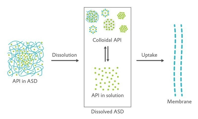 Drug uptake from ASDs into the intestinal membrane