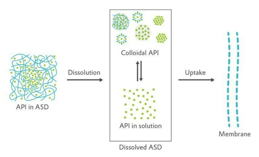 Drug uptake from ASDs into the intestinal membrane